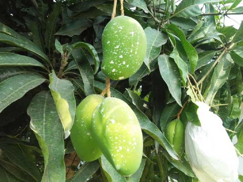 গাছ কমলেও লাভের সম্ভাবনা দেখছেন চাষিরা